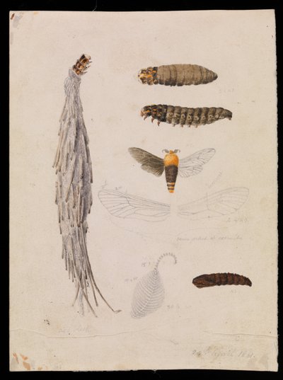 Falena di Saunders, Metura elongatus da Arthur Bartholomew